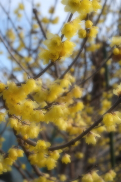 町内にある畑のロウバイが見頃＃５