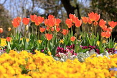 春爛漫のデンパーク安城＃２