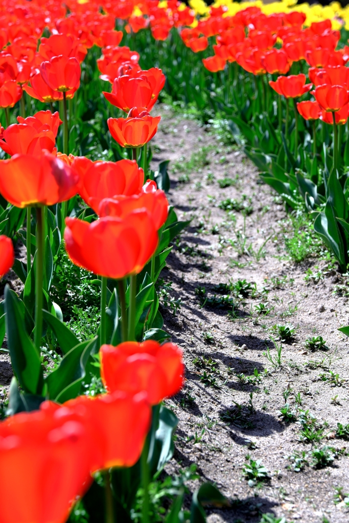 早咲きのチューリップがキレイ～＃１