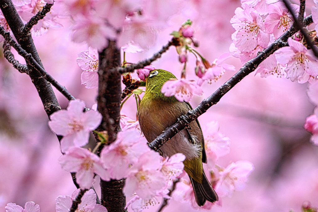 河津桜とメジロちゃん＃６