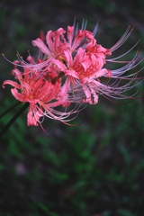 咲き初めはピンクから#2