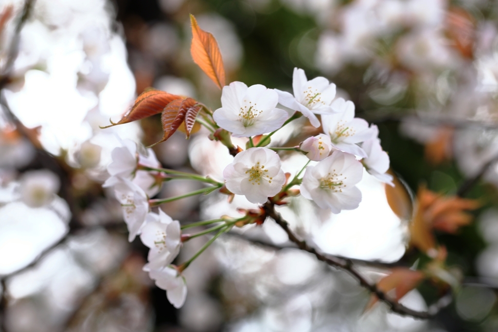 近所の神社で咲き始めたサクラたち＃３