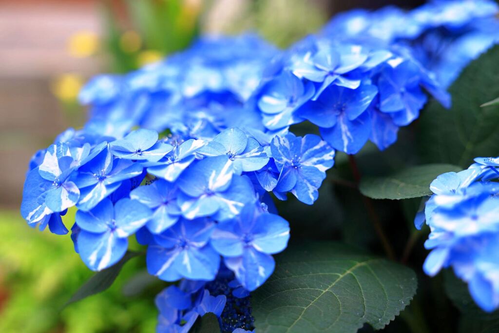 季節を先取りする花たち＃１