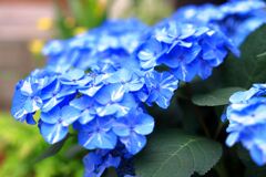 季節を先取りする花たち＃１