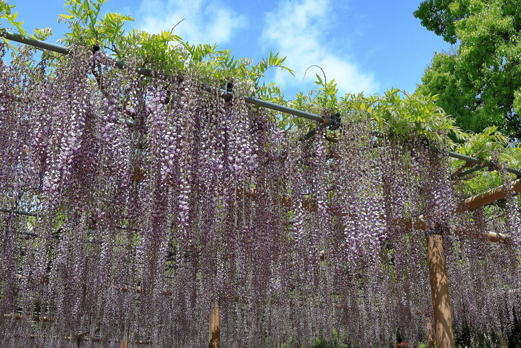 津島市・天王川の藤の花＃１