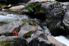 神越渓谷の岩ツツジ＃７８