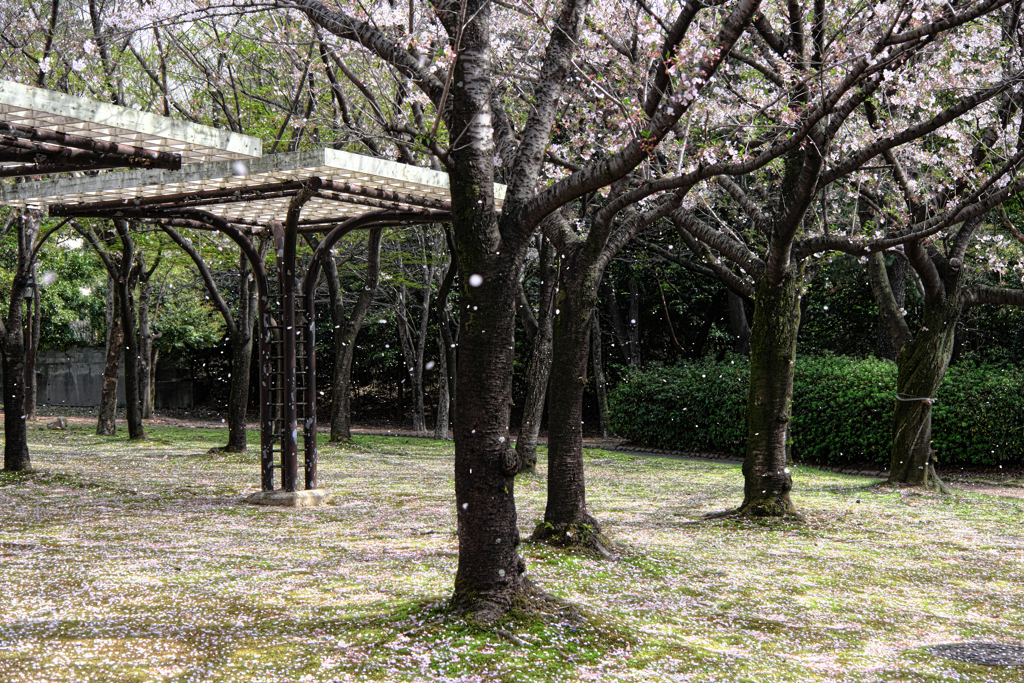 明石公園のサクラとおとぎ列車＃３