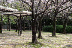 明石公園のサクラとおとぎ列車＃３