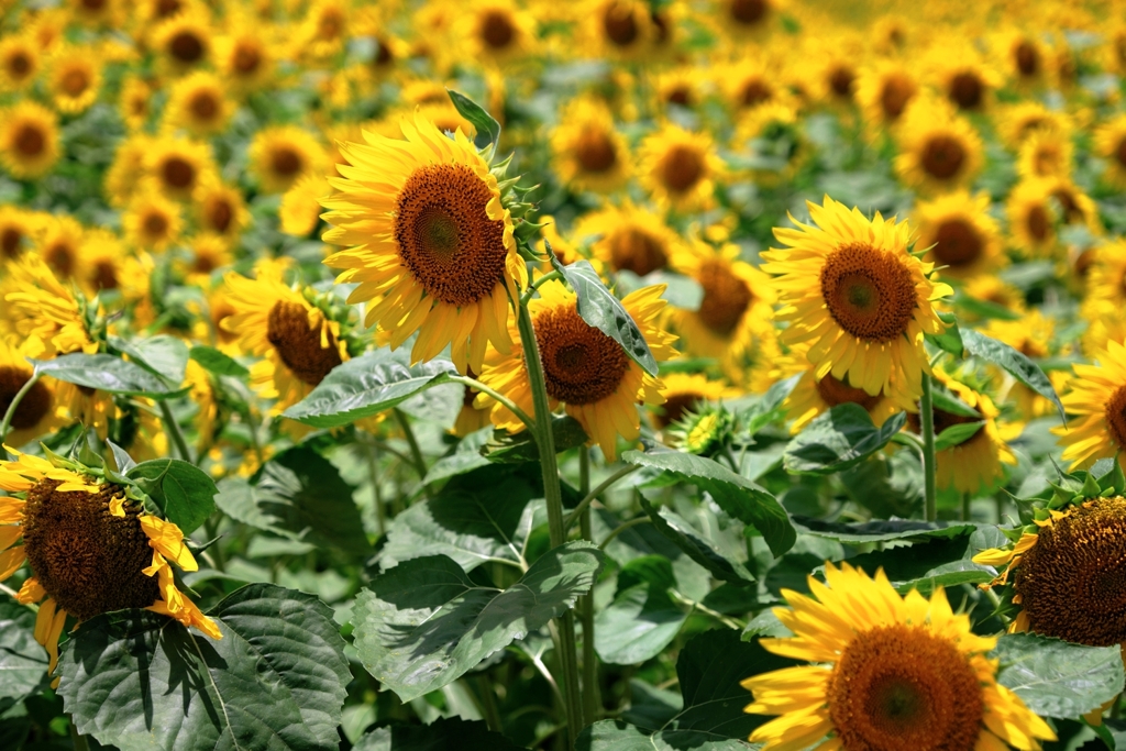 夏の風物詩・向日葵＃１