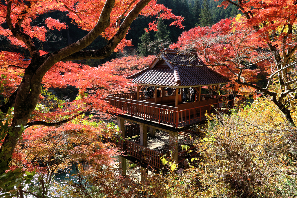 見頃の大井平公園紅葉＃７