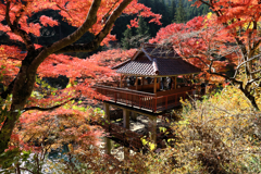 見頃の大井平公園紅葉#7