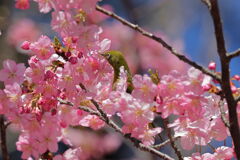河津桜とメジロちゃん＃５