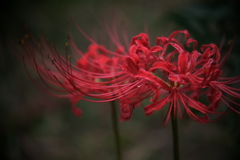 紅い彼岸花が咲き始めて＃１０