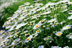 春爛漫・花盛り~#7