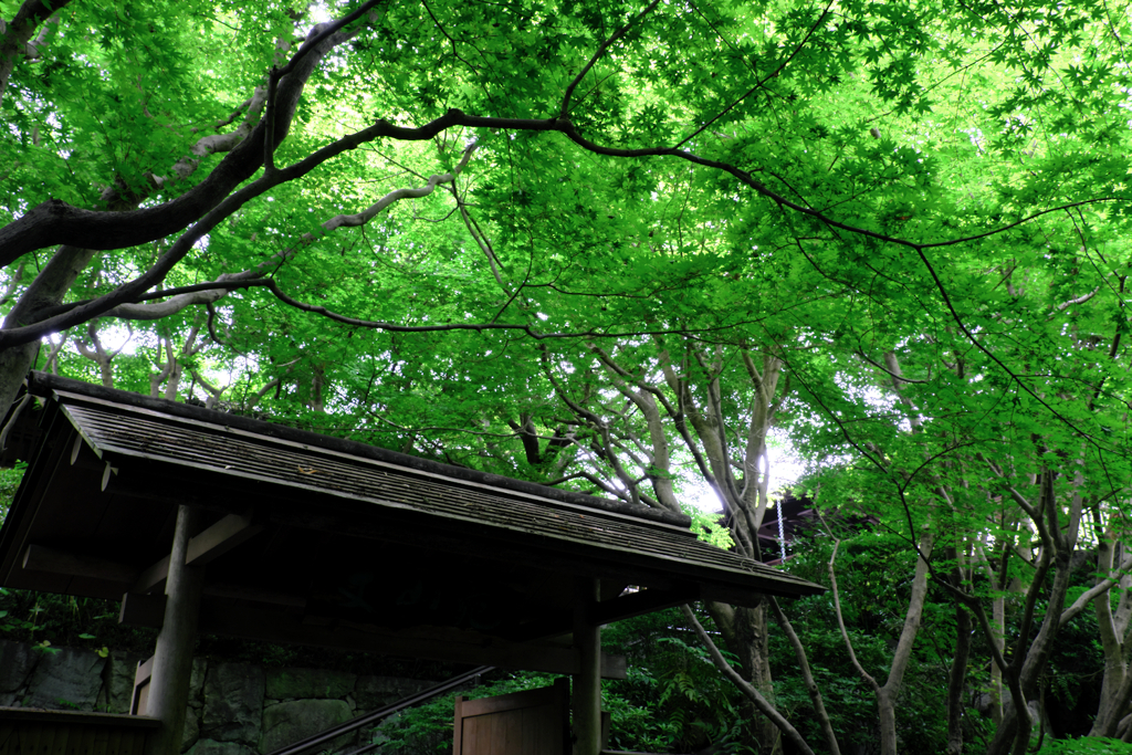 新緑が眩しい丈山苑＃１