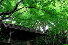 新緑が眩しい丈山苑#1