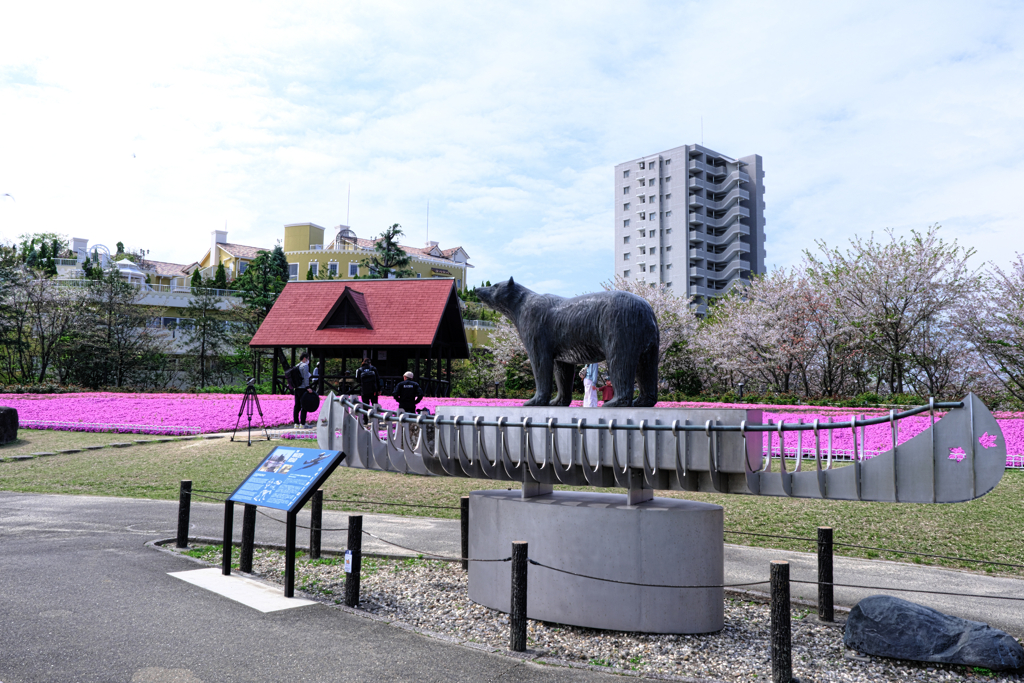 ミササガパークの芝ザクラ見頃＃８