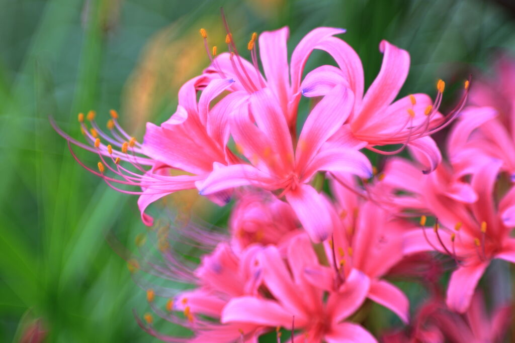 彼岸花で秋の気配＃９