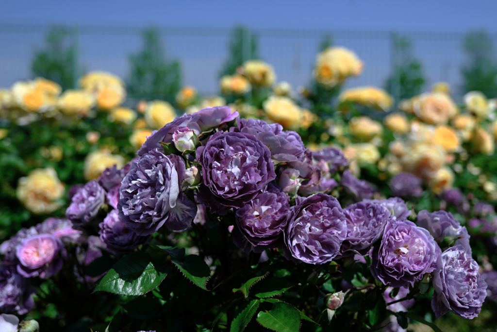 ミササガパークの薔薇が見頃＃９