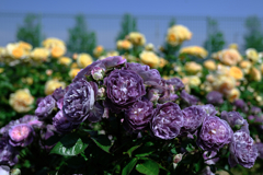 ミササガパークの薔薇が見頃＃９