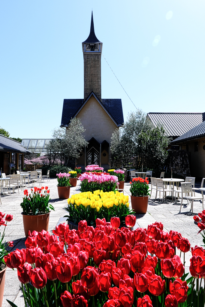 なばなの里チューリップ＃５