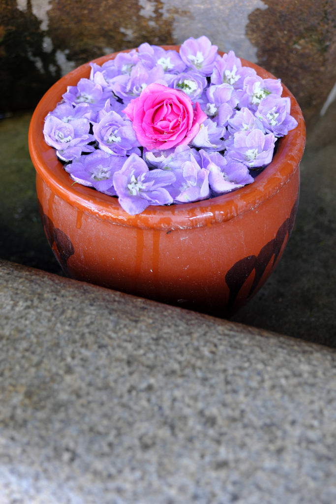 岡崎市・菅生神社の花手水＃２