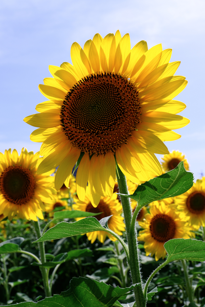 早咲きの向日葵が満開＃１０