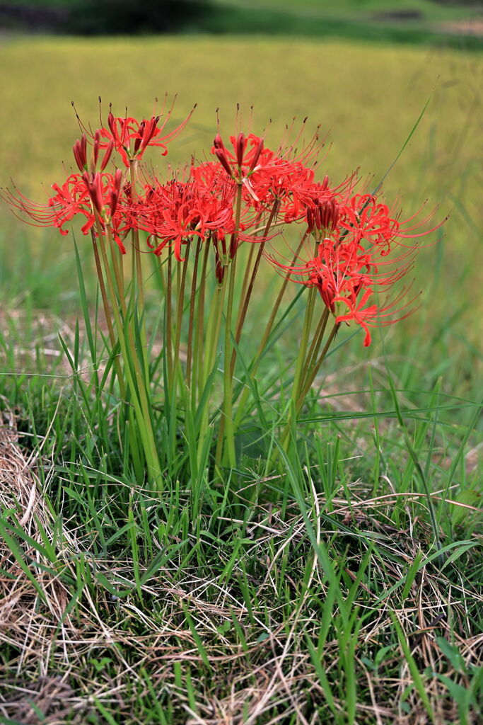 収穫を迎えた恵那市の坂折棚田＃５