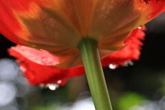 ローアングル撮影の練習#4