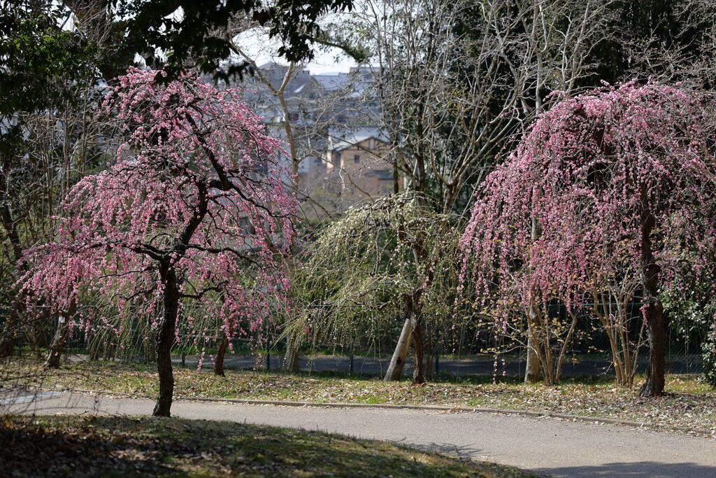 見頃を迎えた枝垂れ梅（続編）＃４