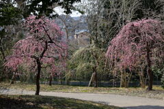 見頃を迎えた枝垂れ梅(続編)#4