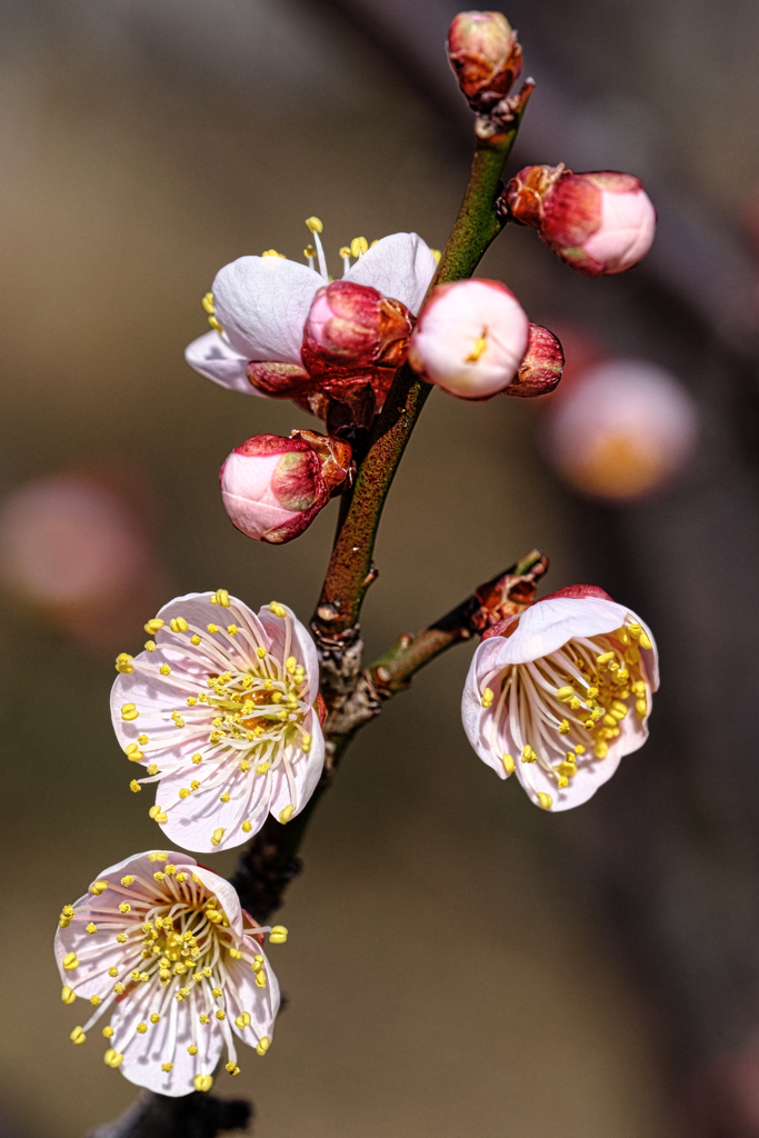 岡崎南公園の梅の花＃６