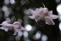 今年も逢えました～＃４