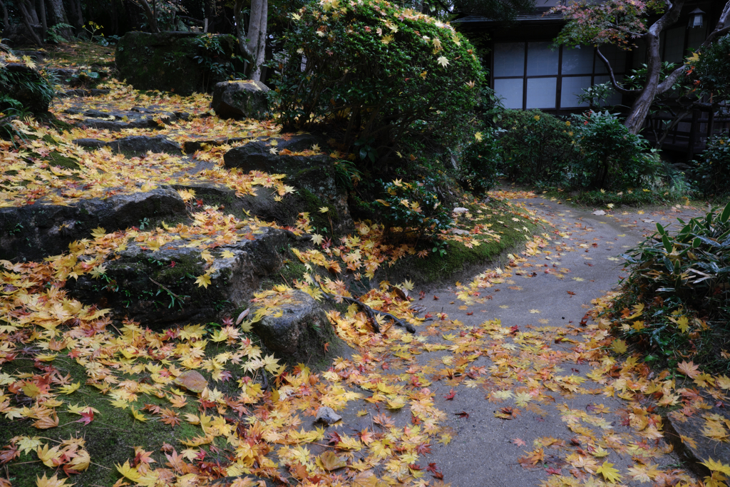 敢えて雨降りの紅葉撮影＃６