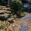 敢えて雨降りの紅葉撮影＃６