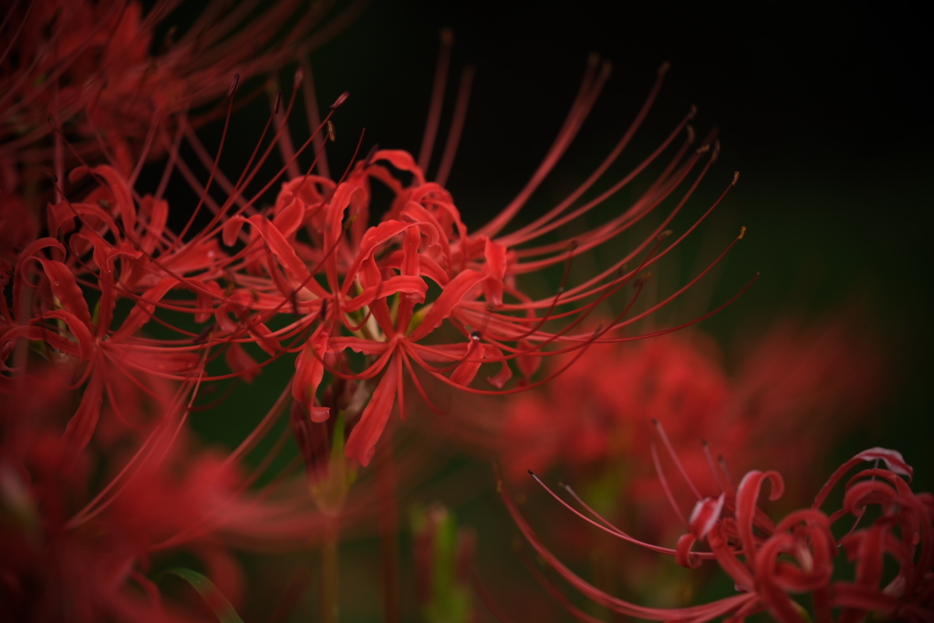 紅い彼岸花が咲き始めて＃３