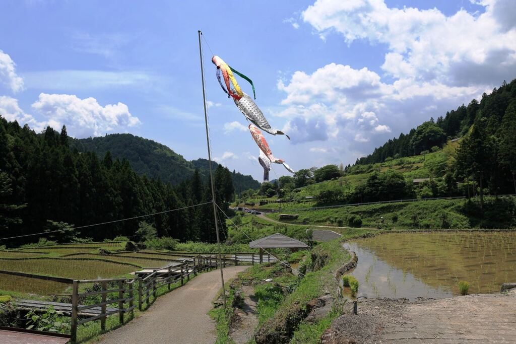 田植えを終えた新城市の千枚田棚田＃４