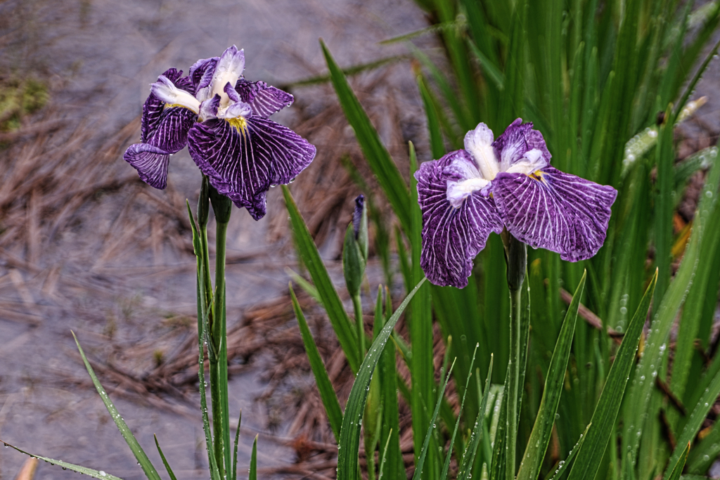 雨降りの花菖蒲撮影＃３