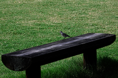 久し振りのヒーリングガーデン＃９