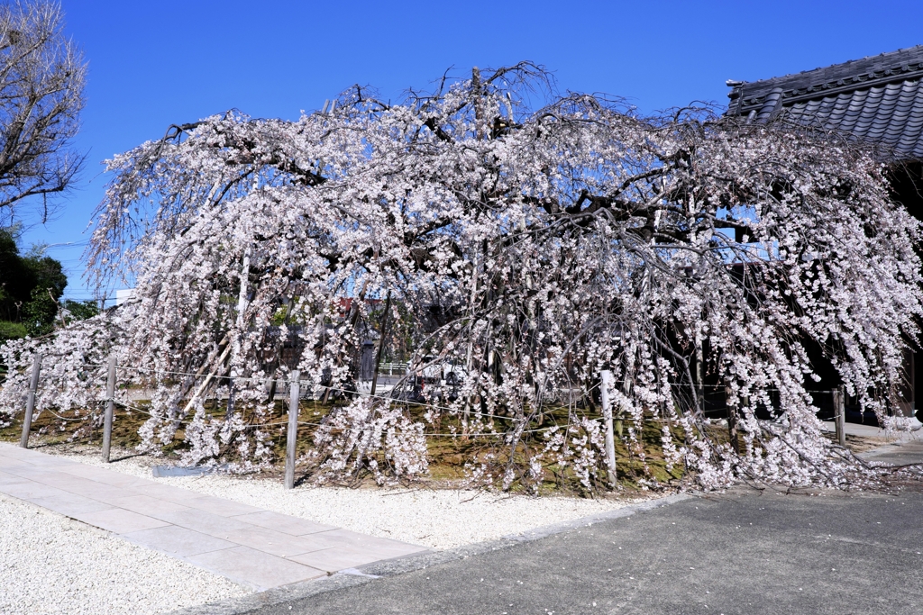 専修坊の枝垂れサクラ満開＃１