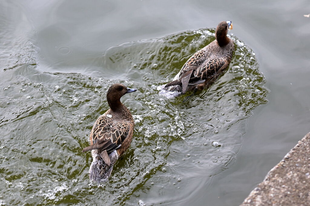 岡崎南公園に居る白鳥とカモたち！＃６