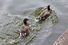 岡崎南公園に居る白鳥とカモたち！＃６