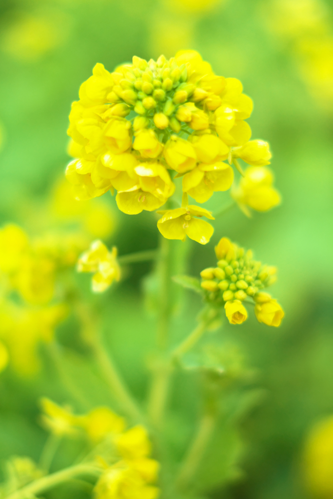 春を告げる菜の花たち＃２