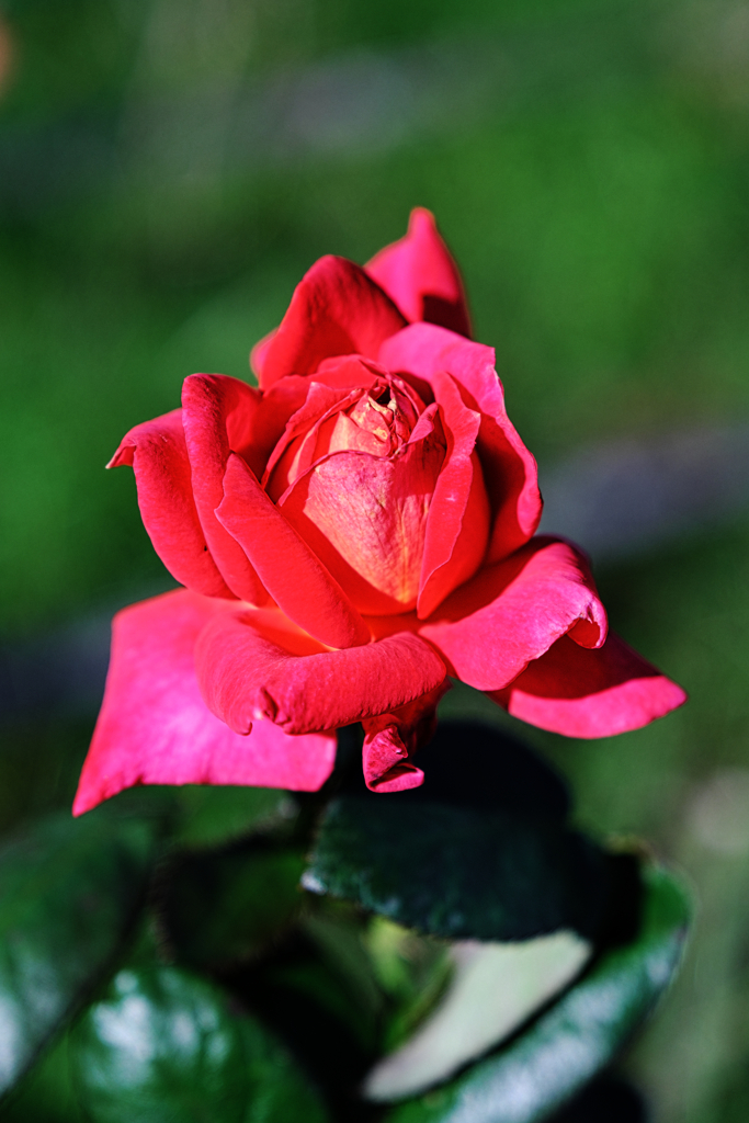 ミササガパークの秋バラ＃５