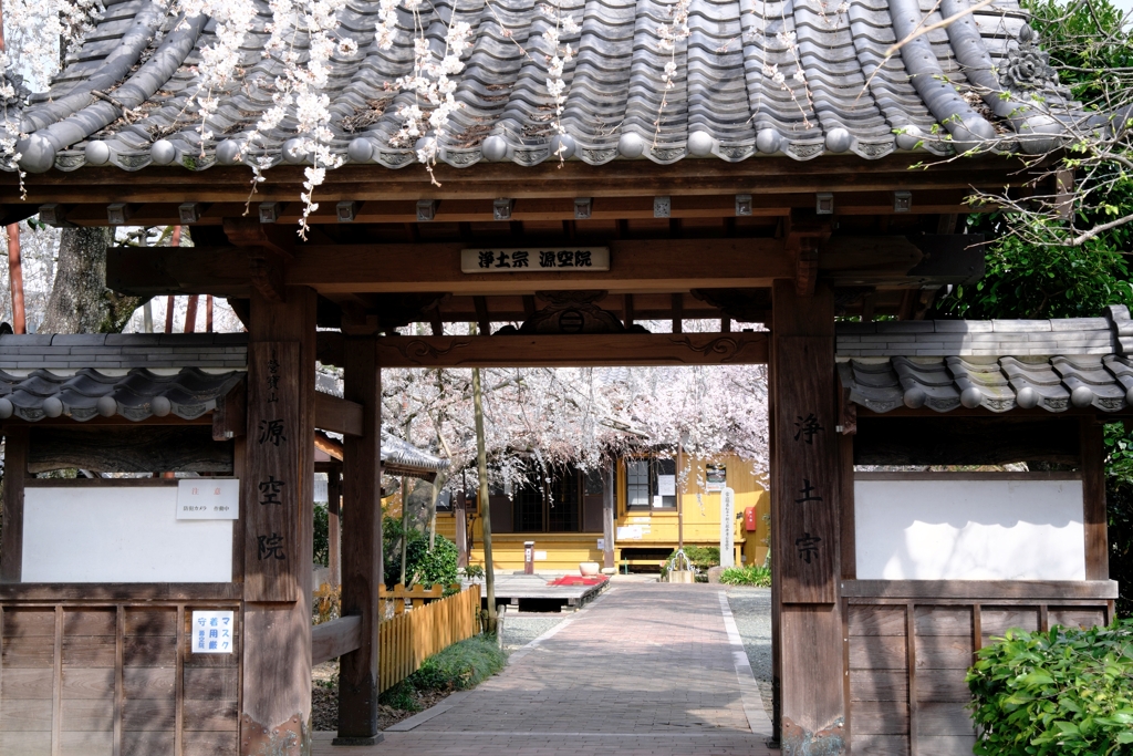 源空院の枝垂れサクラが見頃＃１