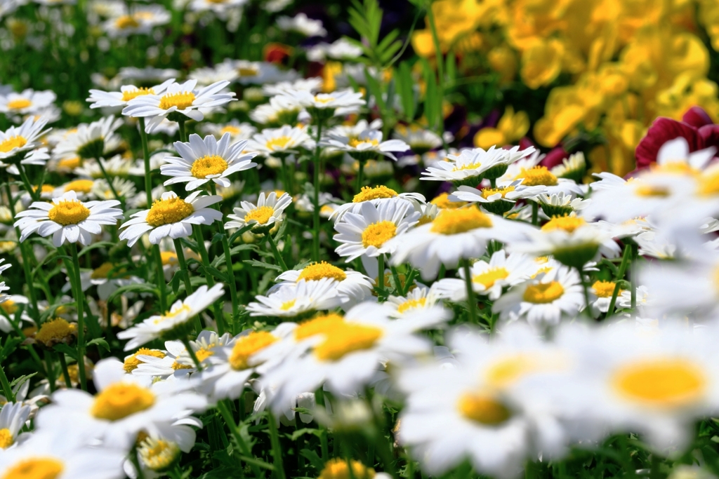 春爛漫・花盛り～＃８