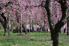 見頃を迎えた枝垂れ梅#5