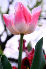 春爛漫チューリップたち#9