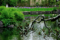 新緑が眩しい丈山苑#6