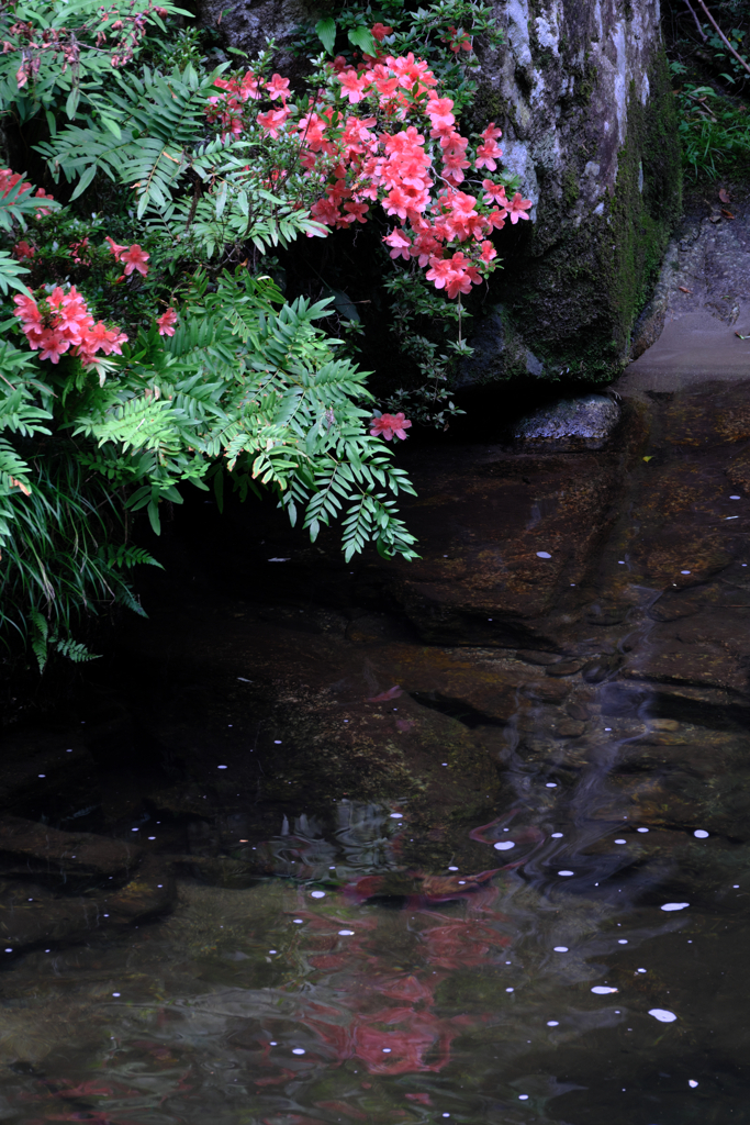 神越渓谷の岩ツツジ＃５